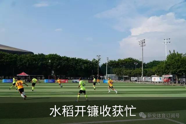 水稻开镰收获忙